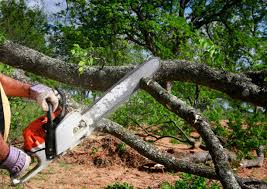 Trusted Oakton, VA  Tree Services Experts