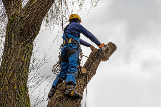 Seasonal Cleanup (Spring/Fall) in Oakton, VA